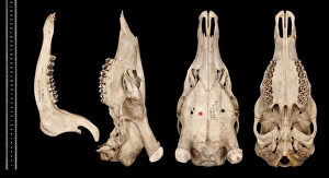 Ungulate Gallery: Cervus unicolor brookei, sambar deer