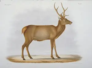 Cervidae Prints: Cervus xanthopygus, deer