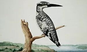 Pied Gallery: Ceryle rudis, pied kingfisher