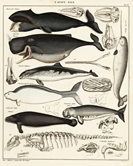 Cetaceans Cetaceans