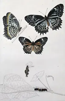 Nymphalidae Prints: Cethosia mietneri, Tamil lace wing butterfly