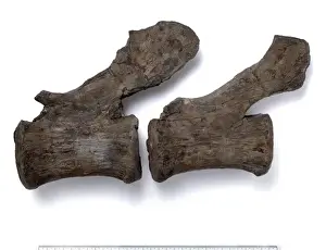 Cetiosauriscus stewarti