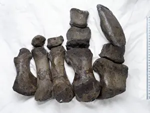 Claw Prints: Cetiosauriscus stewarti