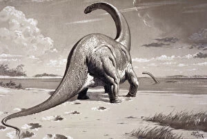 Dinosaurs Collection: Cetiosaurus