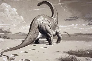 Aquatic Gallery: Cetiosaurus