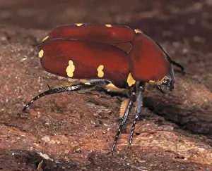 Flower Chafer Prints: Cetoniinae sp. rose chafer beetle