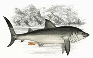 Cetorhinus Collection: Cetorhinus maximus, or Basking Shark