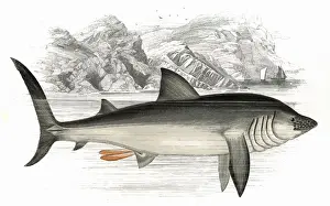 Maximus Prints: Cetorhinus maximus, or Basking Shark