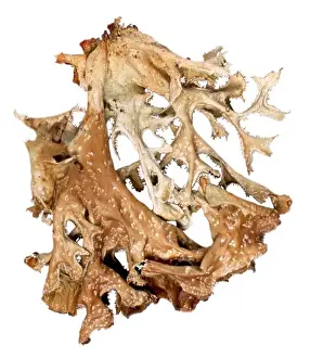 Cetraria islandica, lichen