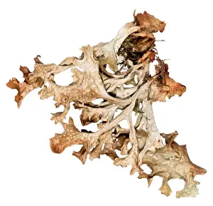 Lichen Prints: Cetraria islandica, lichen