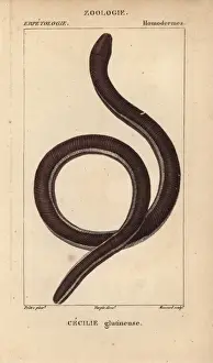 Hippolyte Prints: Ceylon caecilian, Ichthyophis glutinosus