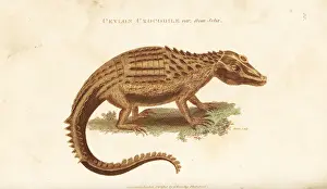 Ceylon crocodile var. from Seba