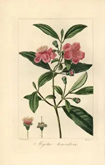 Stipple Prints: Ceylon hill gooseberry, Rhodomyrtus tomentosa