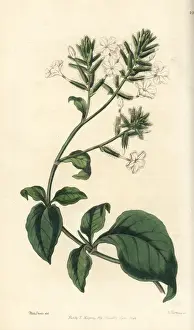 Ceylon leadwort or doctorbush, Plumbago zeylanica