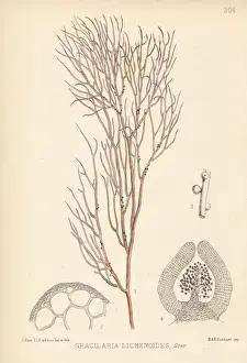 Blair Prints: Ceylon moss, Gracilaria lichenoides