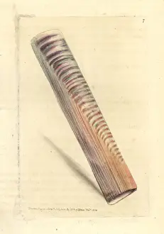 Ceylon razor-shell, Solen ceylonensis