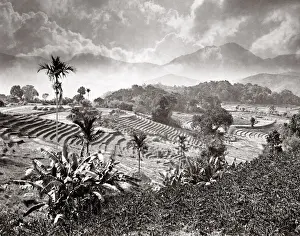 Ceylon - rice paddy fields, terraces, near Badulla