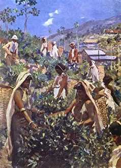 Ceylon Tea Picking
