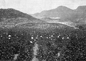 Ceylon Tea Plantation