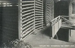 Ceylon Tea - withering the green leaf - Sri Lanka