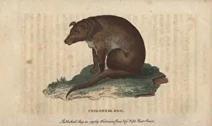 Canis Prints: Ceylonese dog, Canis ceylonicus