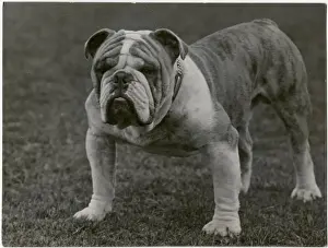 Revival Prints: CH. Basford Revival bulldog