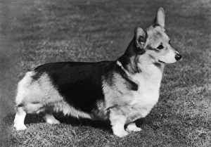 Corgis Gallery: CH Belroyd Jacana