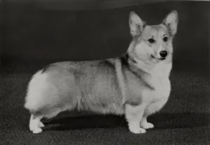 Pedigree Prints: Ch. Belroyd Lovebird. Welsh Corgi Pembroke Date: 1982
