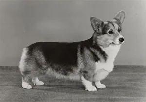 Corgis Gallery: Ch. Bymil Black Nymph