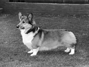 Corgis Gallery: CH Evancoyd Audacious