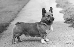 Corgis Gallery: CH Knowland Clipper