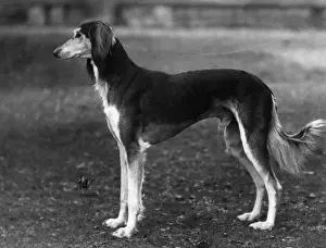 Saluki Prints: Ch Sarona Gulshere