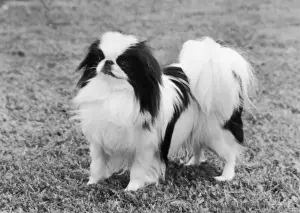 Pedigree Prints: Ch Sternroc Kiki