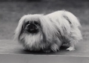 New Images August 2021 Collection: Ch. Tul Tuo of Alderbourne, owned by the Misses Ashton Cross. Pekingese. Date: 1958