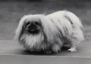 Misses Prints: Ch. Tul Tuo of Alderbourne, owned by the Misses Ashton Cross. Pekingese. Date: 1958