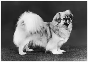 Ch Twinley Tarantella