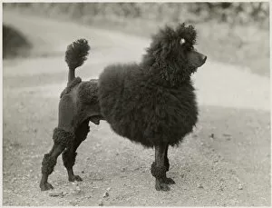 Images Dated 17th February 2021: Ch. Vulcan Champagne Pommery, standard poodle, black male. Date: 1936