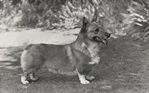 Pedigree Prints: Ch. Zephyr of Brome. Welsh Corgi Pembroke. Date: 1955