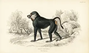 Ursinus Prints: Chacma baboon, Papio ursinus