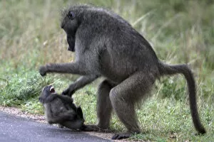 Images Dated 24th November 2011: Chacma / Cape Baboon - adult shouting at juvenile