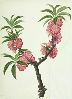 Chaenomeles cv