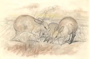 Artiodactyl Prints: Chaeropus ecaudatus, pig-footed bandicoots