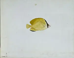 Chaetodon citrinellus, citron butterflyfish