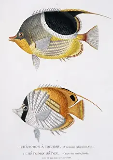 Butterflyfish Prints: Chaetodon ephippium, Chaetodon ocellatus