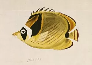 Bony Fish Collection: Chaetodon lunula, raccoon butterflyfish