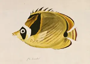 Brow Prints: Chaetodon lunula, raccoon butterflyfish