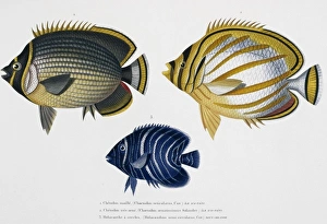 Natural History Museum Gallery: Chaetodon sp. butterflyfish