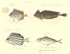 Butterflyfish Prints: Chaetodon sp. Cristiceps aurantiacus, Microcanthus joyceae