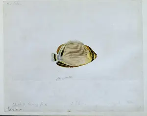 Butterflyfish Prints: Chaetodon trifasciatus lunulatus, redfin butterflyfish