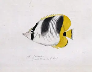 Butterflyfish Prints: Chaetodon ulietensis, Pacific double-saddle butterflyfish